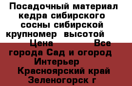 Посадочный материал кедра сибирского (сосны сибирской) крупномер, высотой 3-3.5  › Цена ­ 19 800 - Все города Сад и огород » Интерьер   . Красноярский край,Зеленогорск г.